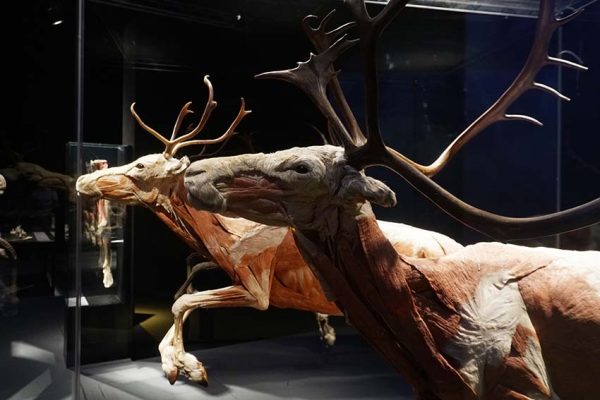 Inauguran la exposición ‘Body Worlds: Animal Inside Out’ en Explora León